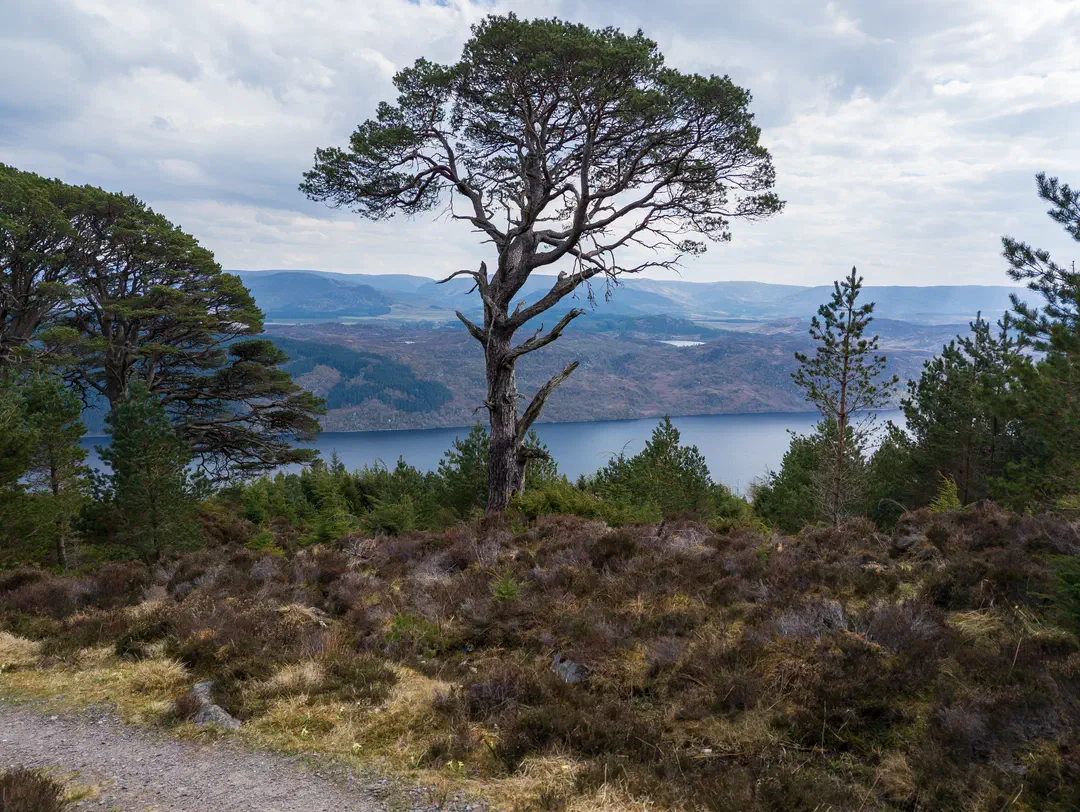 /img/ScotLand_GreatGlenWay_Day1/ScottLand-242.png