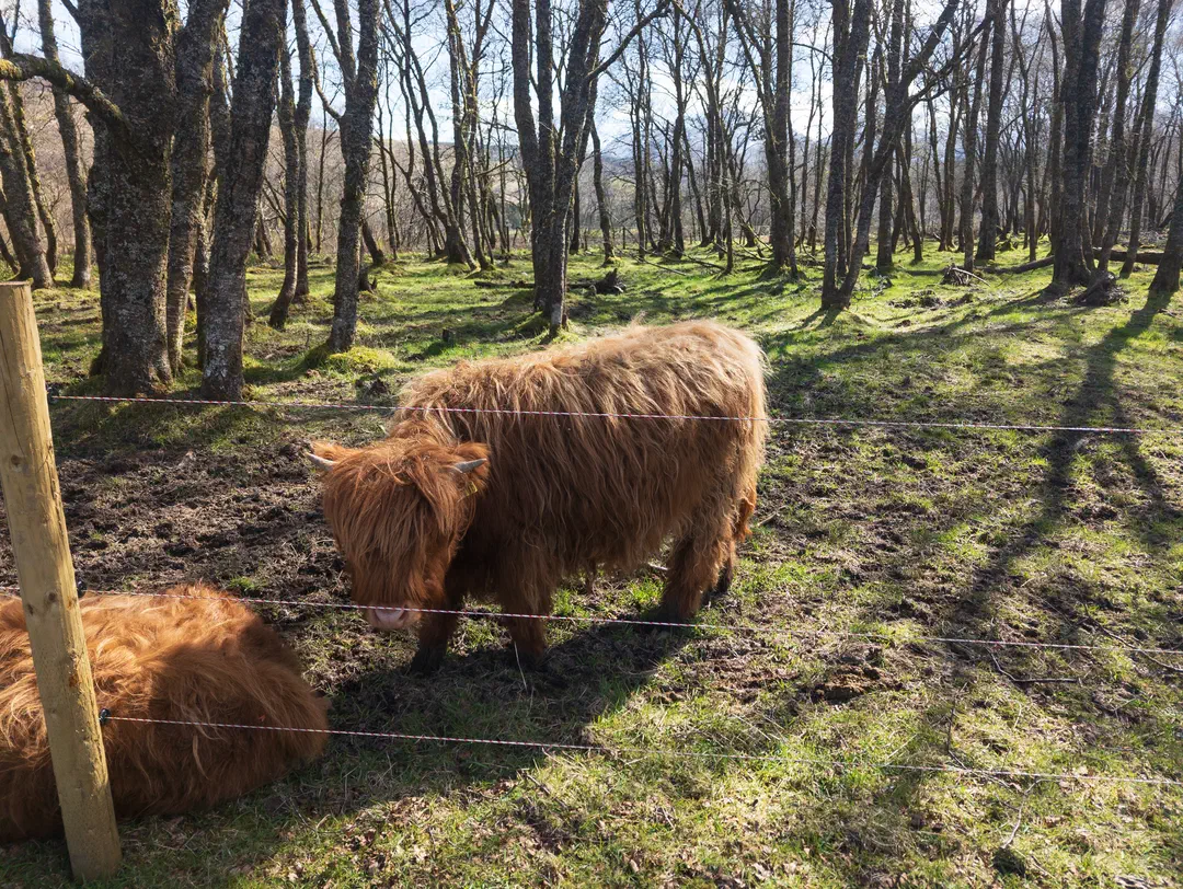 /img/ScotLand_WestHighLandWay_day4/ScottLand-113.png