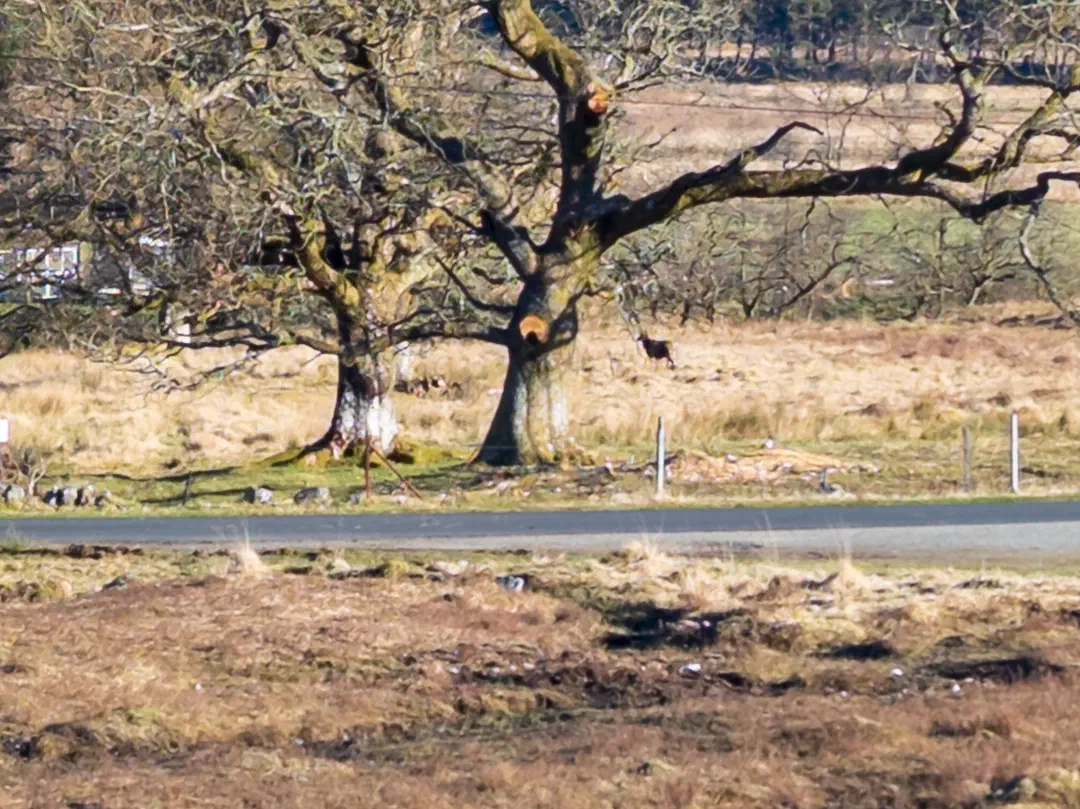 /img/ScotLand_WestHighLandWay_day5/ScottLand-135.png